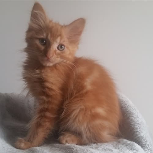 Sebastion
