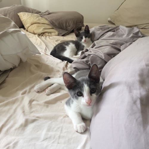Smokey and Chester