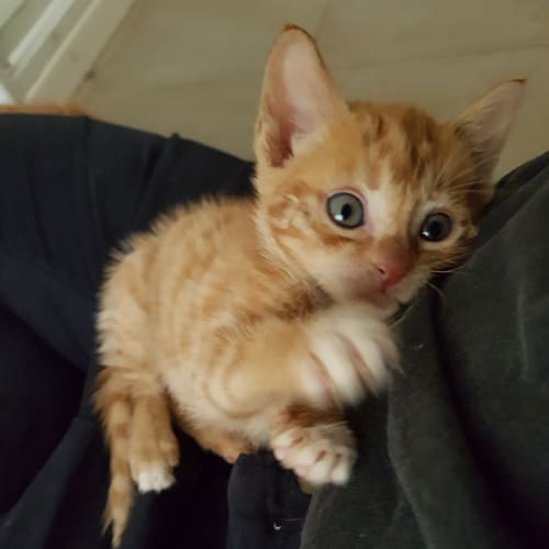 Hudson aka Whinger Ginger