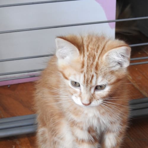 Fred Weasley