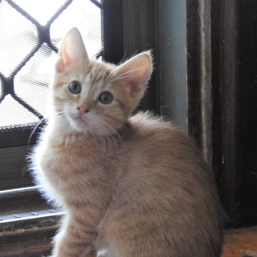 George Weasley