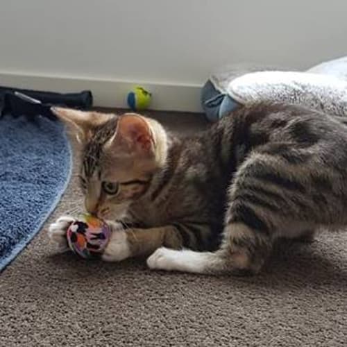 Miss Meow **2nd Chance Cat Rescue**