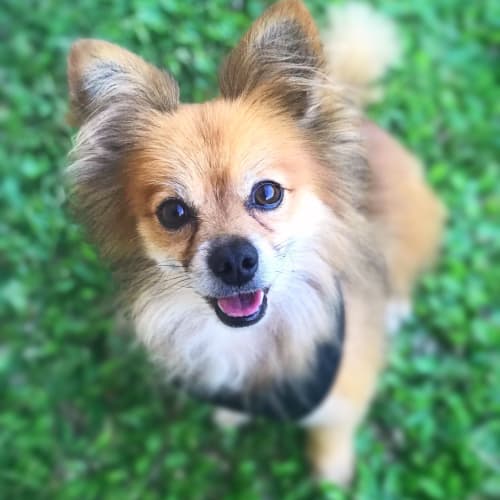 Jet 