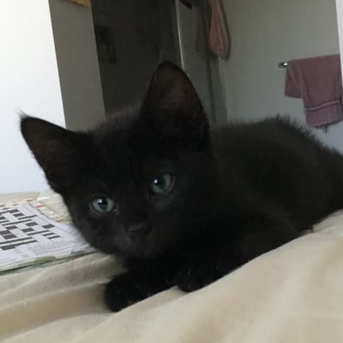 Lady Sybil **2nd Chance Cat Rescue**