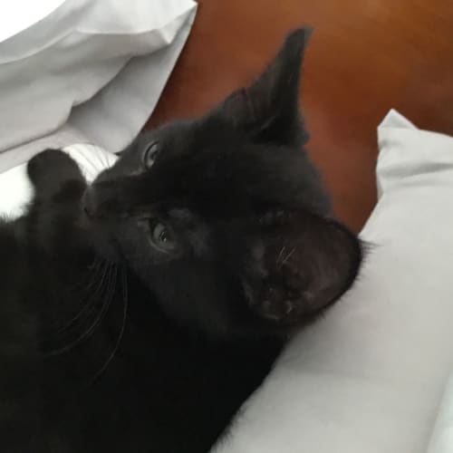 Lady Mary **2nd Chance Cat Rescue**