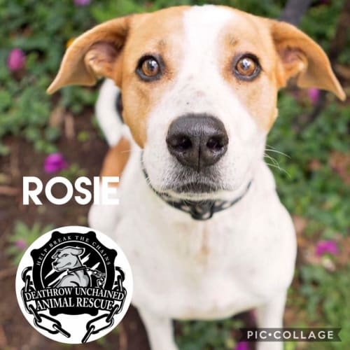 Rosie