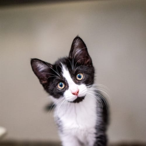 Isla