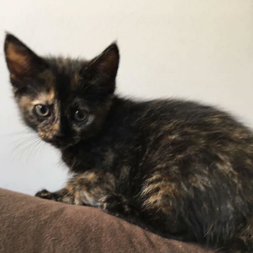 Juno