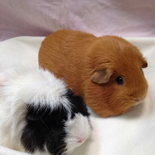 Peanut and Cha Cha