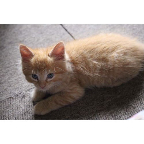 Gingie ~ ragdoll x kitten (on trial 28/1/2018)