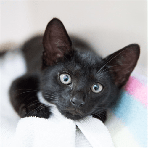 Vader