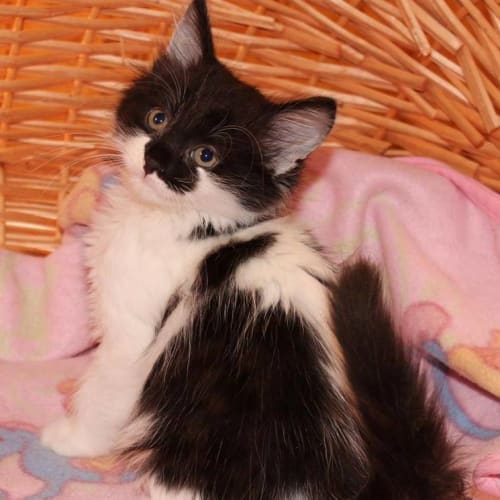 Daisey ** 2nd Chance Cat Rescue **