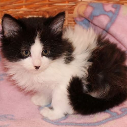 Dora **2nd Chance Cat Rescue**