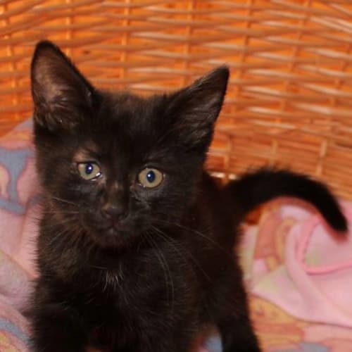 Doris ** 2nd Chance Cat Rescue**