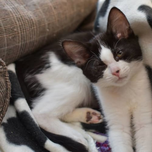 Dianne **2nd Chance Cat Rescue**