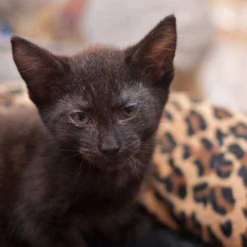 Diesel **2nd Chance Cat Rescue**