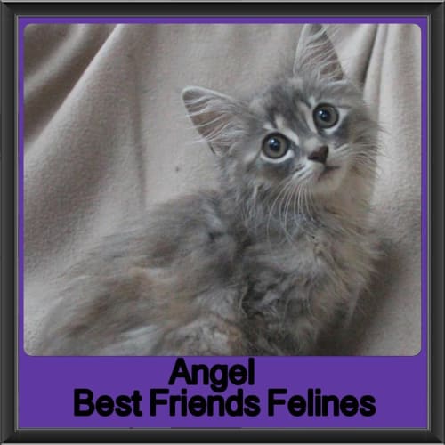 Angel