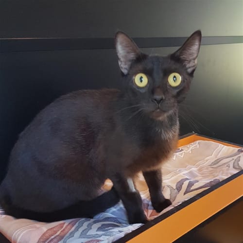 Pepper