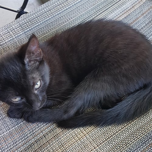 Josie