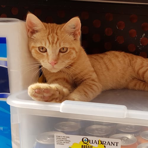 Urs  ** 2nd Chance Cat Rescue  **  