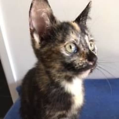 Pepper