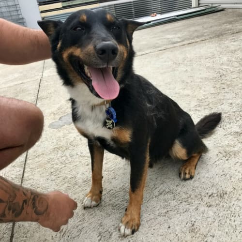 Rufus ~ Kelpie X (on trial 9/1/2018)