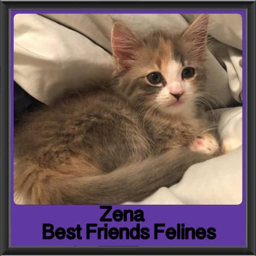 Zena
