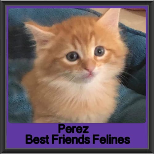 Perez