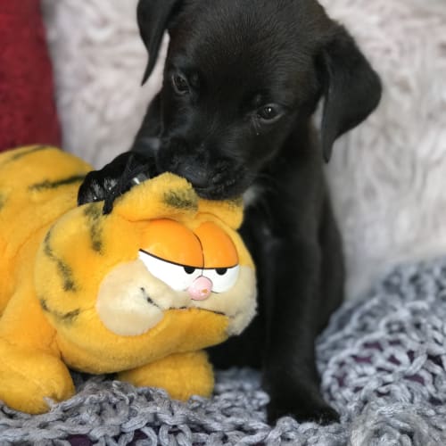 Levi