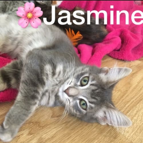 Jasmine