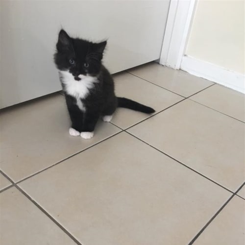 Mello