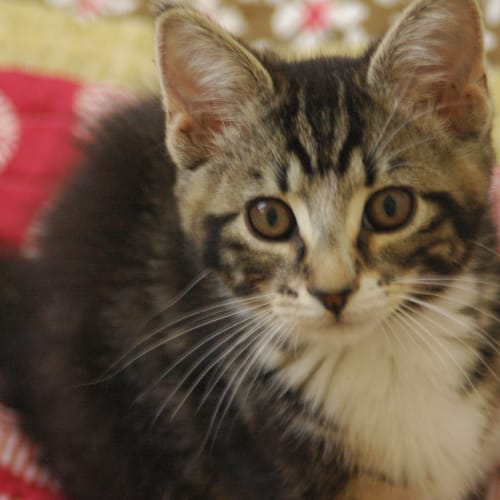 Zoomer the affectionate playful kitten