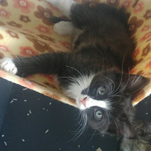 Hamish