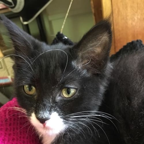 Frannie **2nd Chance Cat Rescue**