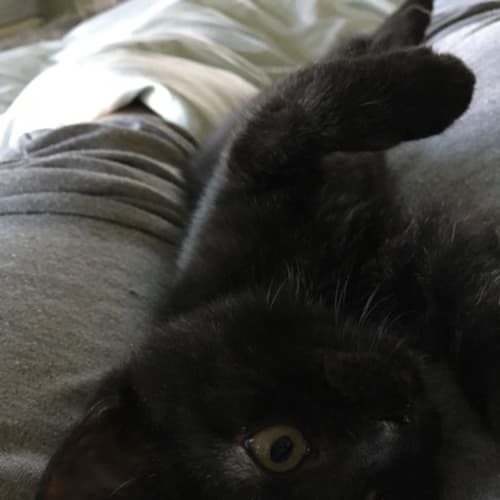 Gertie **2nd Chance Cat Rescue**