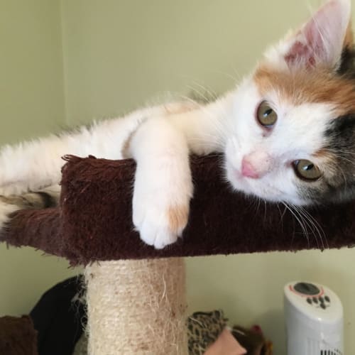 Ashley **2nd Chance Cat Rescue**