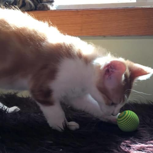 Toni **2nd Chance Cat Rescue**