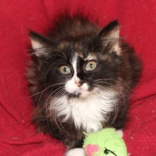 Charelle **2nd Chance Cat Rescue**