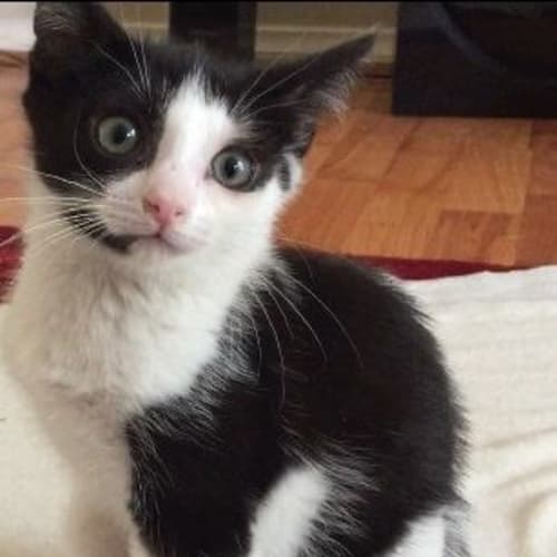Romeo (Adoption in Progress)