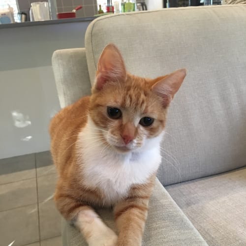 Geri