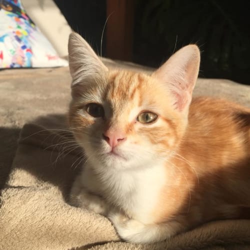 Ninja Buttercup the fiesty ginger girl kitten