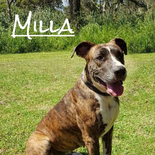 Milla