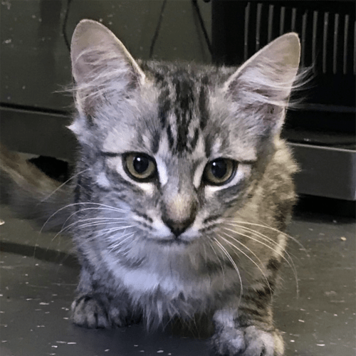 Toki