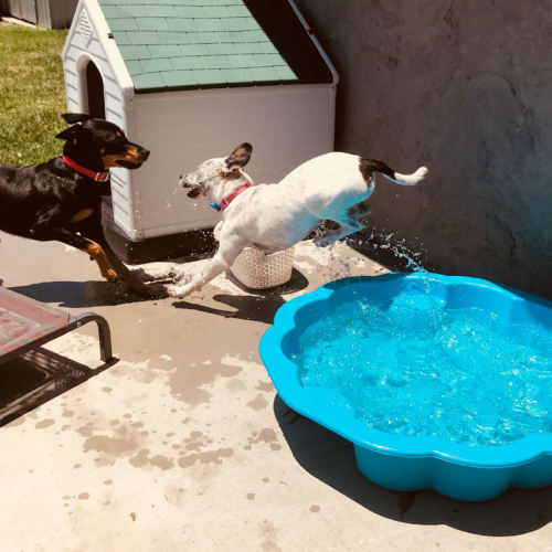 Dash ~ Cattle Dog x puppy (on trial 21/1/18)