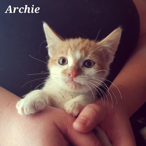 Archie  **Adopted**