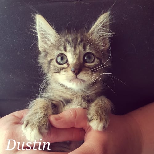 Dustin 