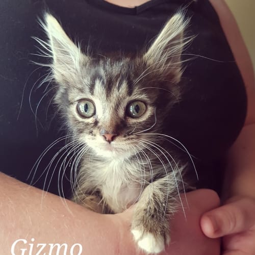 Gizmo **Adopted**