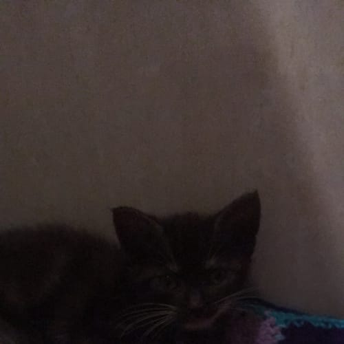 Belle