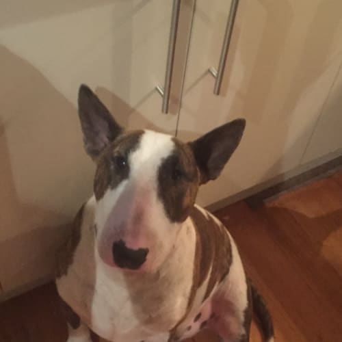 Harvey - Foster carer needed