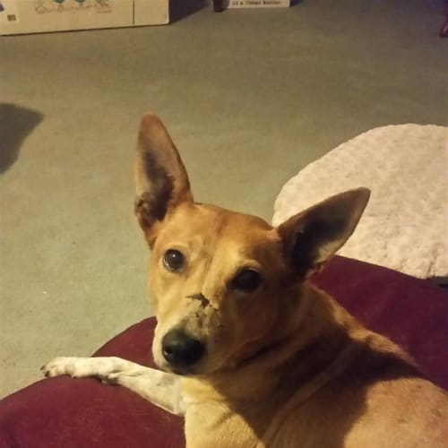 Dottie